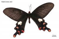 藏品(多姿麝鳳蝶)的圖片